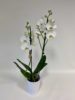 Livraison Phalaenopsis Saint Brieuc et alentours 48h