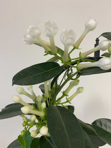 Livraison plantes et fleurs Saint Brieuc et alentours 48h