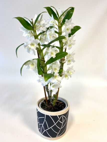 Livraison fleurs et plantes Saint Brieuc et alentours 48h
