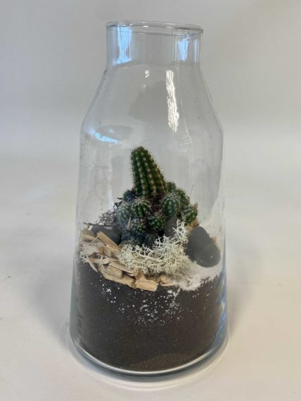 Livraison plantes et cactus Saint Brieuc et alentours 48h