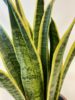 Livraison plantes Saint Brieuc et alentours